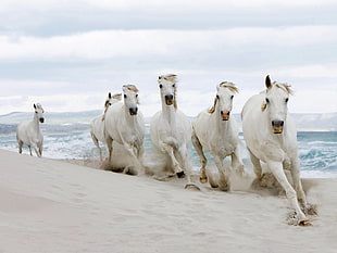 transition effect of white horse running on seashore during daytime HD wallpaper