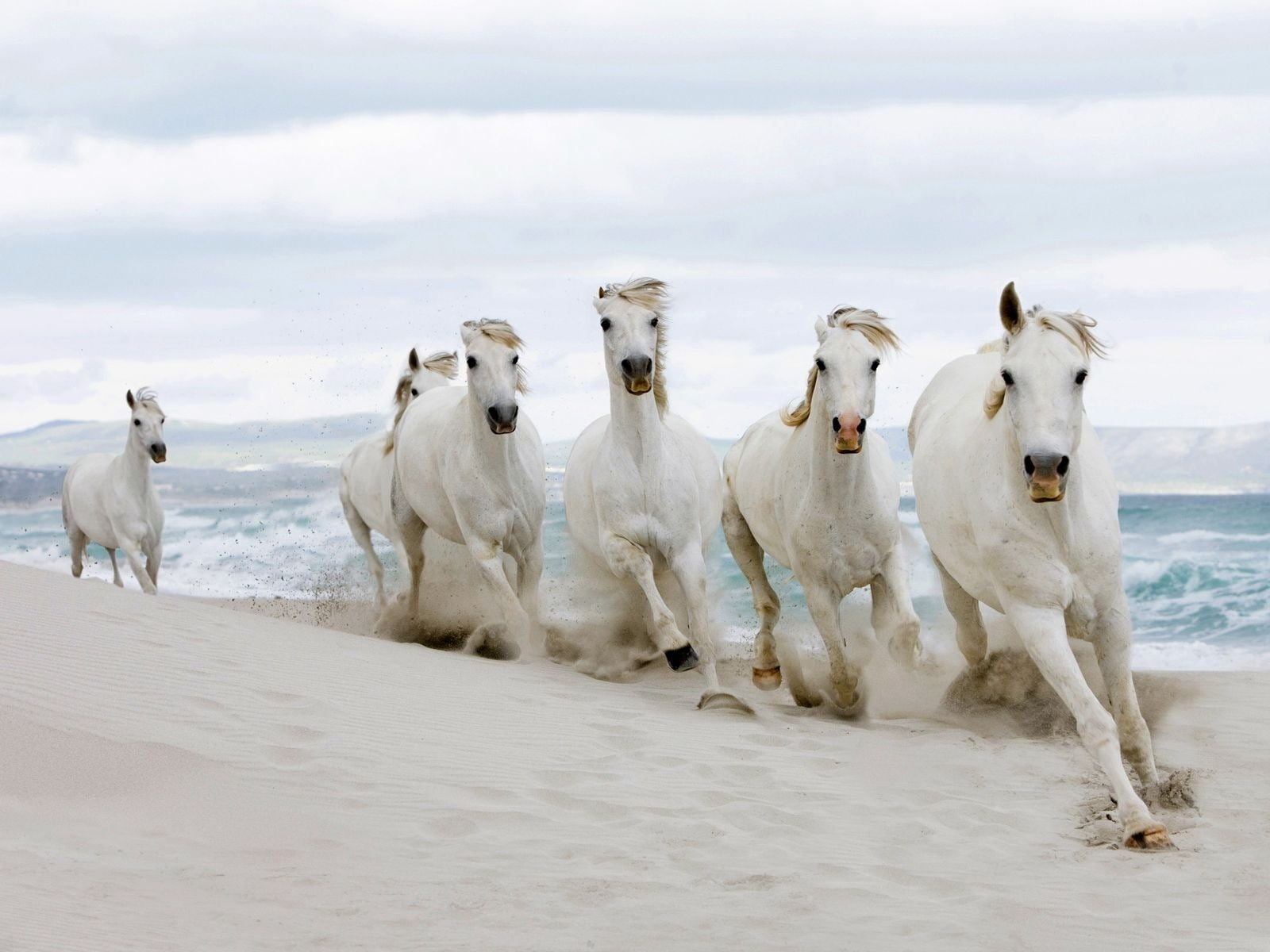 Transition effect of white horse running on seashore during daytime HD  wallpaper | Wallpaper Flare