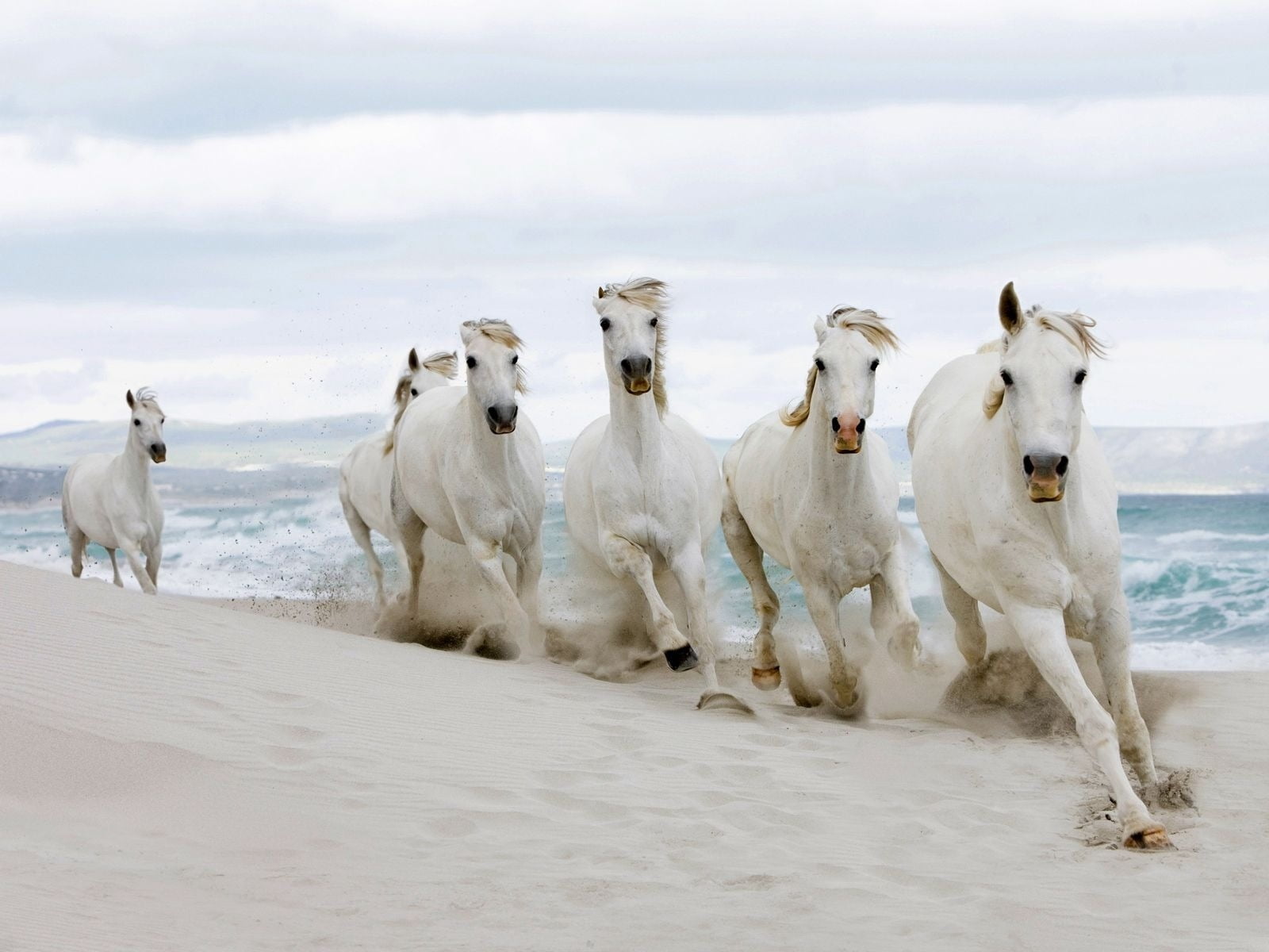 7 Horse Running Images Hd Wallpaper