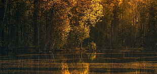 green leaf trees beside body of water