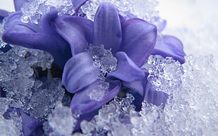 purple petaled flower in snow