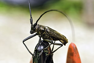 black Long-horned beetle HD wallpaper