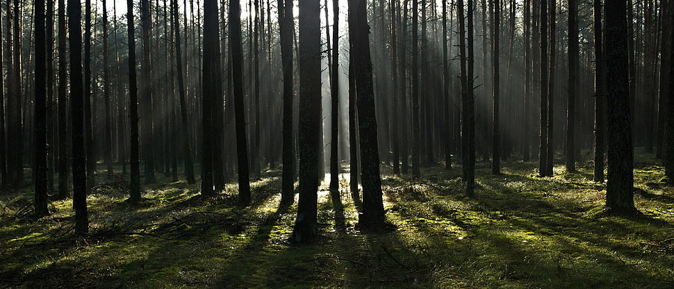 silhouette of trees during daytime HD wallpaper