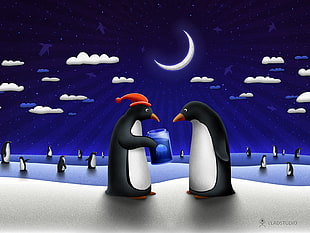 black and white penguins wallpaper