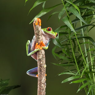 green frog on brown wood branch