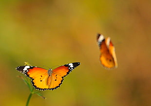 selective focus photography of brown butterfly