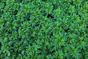 green leaf plant HD wallpaper