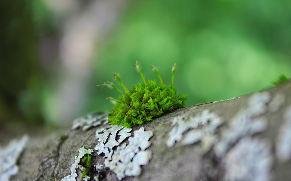 green moss on brown tree trunk HD wallpaper