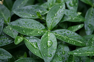 closeup photo of green leaf with dew