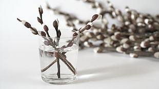 brown and white twigs on glass of water