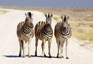 three zebras walking on white road, namibia