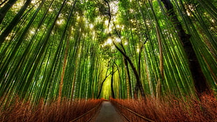 green trees, bamboo, forest, HDR