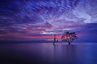 black trees, landscape, trees