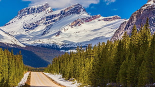 green trees, landscape, Canada, mountains, road HD wallpaper