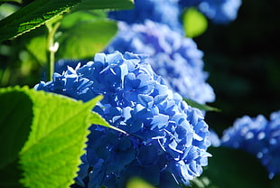 blue petaled flowers HD wallpaper