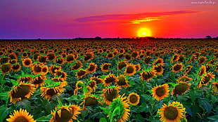 bed of sunflowers, nature