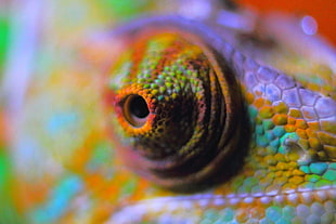 chameleon abstract, chameleon, reptile, yemen chameleon HD wallpaper