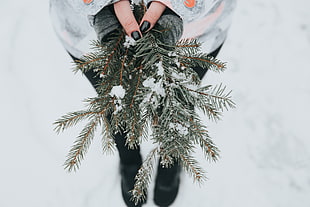green leaves, Fir, Snow, Branches