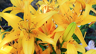 yellow flowers, lilies, flowers, yellow flowers, plants HD wallpaper