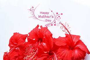 red hibiscus flowers with happy mothers day text overlay