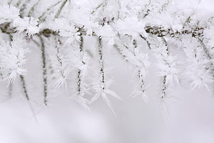 photography of snow coated tree branch HD wallpaper