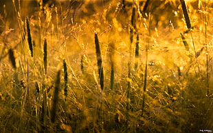 depth of field photography of brown crops HD wallpaper