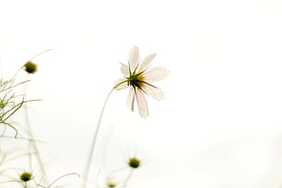 tilt shift lens photography of white flower