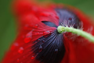 closeup photo of red Poppy flower with water drops