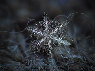 focus photography of snow flakes