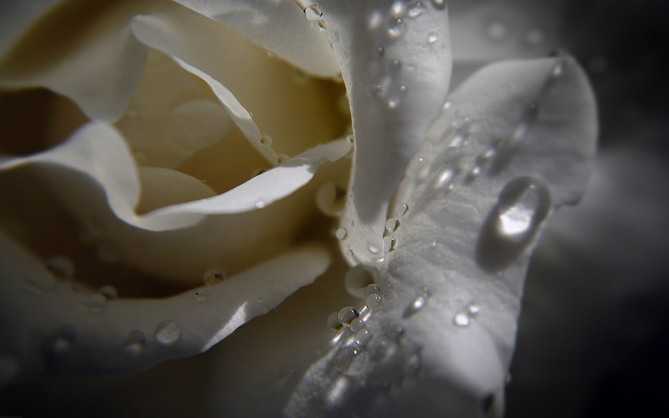 white petaled flower in close-up phtography HD wallpaper