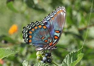 selective photo of butterfly on flower buds, spotted