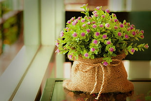 pink flowers, bag, window, window sill, flowers HD wallpaper
