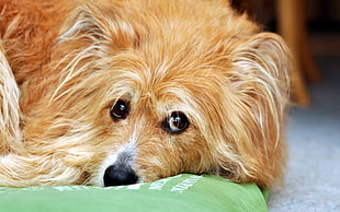 tan Cairn terrier prone lying on floor HD wallpaper