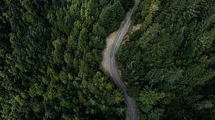 bird's-eye view of road, nature, trees, road, aerial view