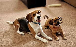 tricolor beagle beside the tan beagle puppy