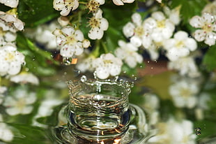 Flowers,  Water,  Drops