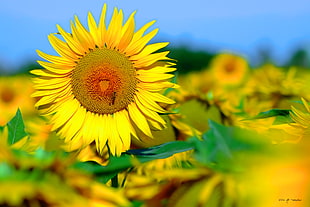 shallow focus photography of sunflower in sunflower field HD wallpaper