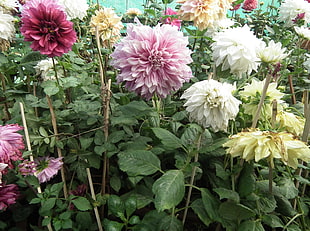 field of assorted color petaled flowers