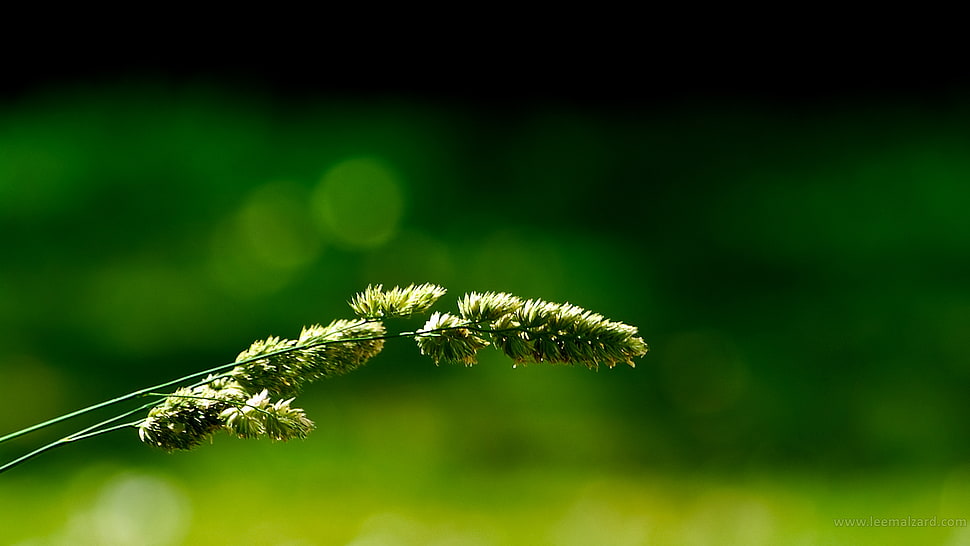 green plant HD wallpaper