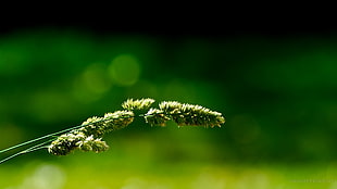 green plant HD wallpaper