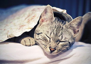shallow focus photography of sleeping silver tabby cat