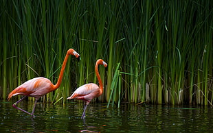 two pink flamingos, flamingos, birds, reeds HD wallpaper