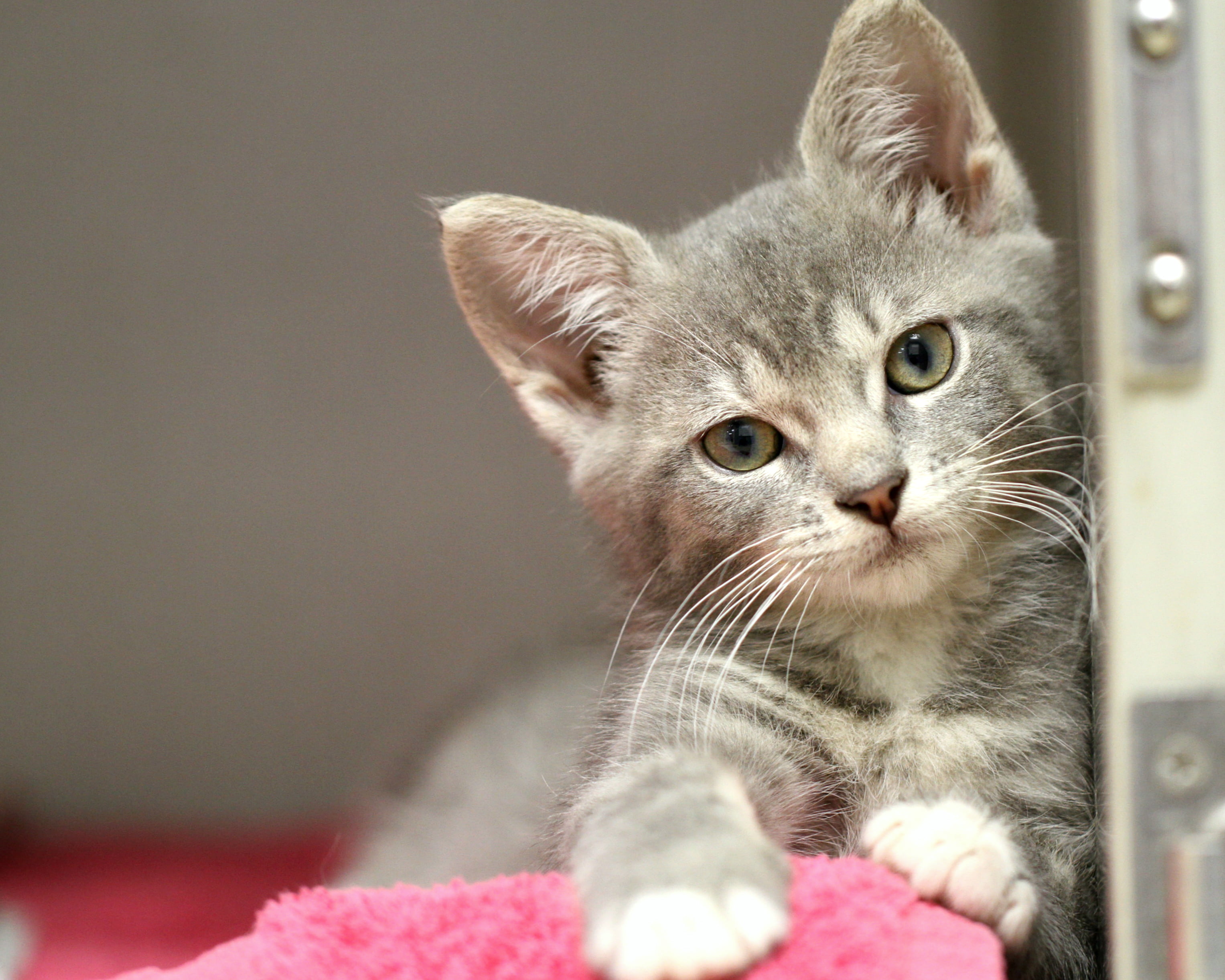 close up photography of silver tabby kitten