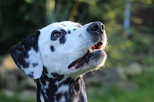 close-up photo of adult Dalmatian