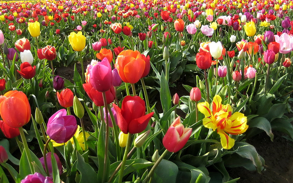 assorted flowers in field HD wallpaper