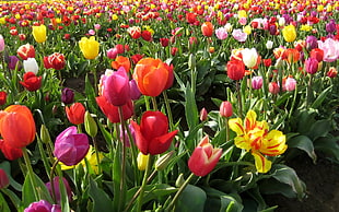 assorted flowers in field