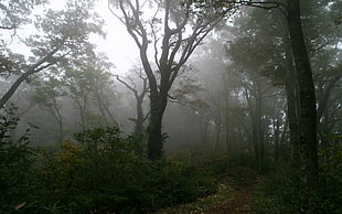 green trees with surrounded with fogs