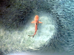 orange shark surround fishes HD wallpaper