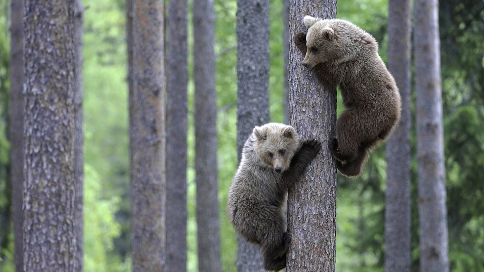two brown and gray bears HD wallpaper