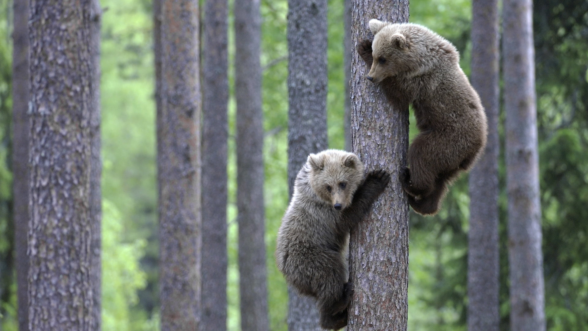 two brown and gray bears